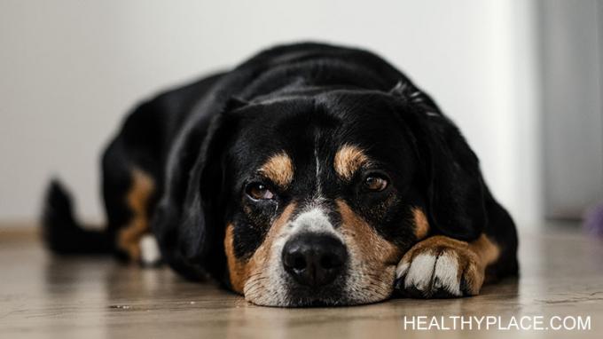 Teie koer tunneb depressiooni ja aitab teil läbi elada ka kõige raskemad ajad. Minu koer aitab mind depressiooniepisoodide kaudu iga kord. 