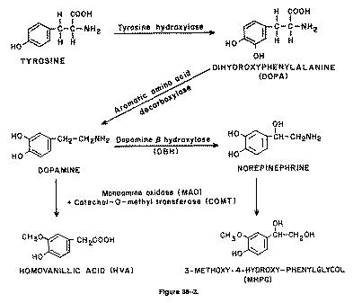 L türosiini biokeemiline protsess